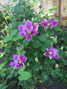 Clematis Piilu