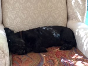 Olive, August afternoon 2015