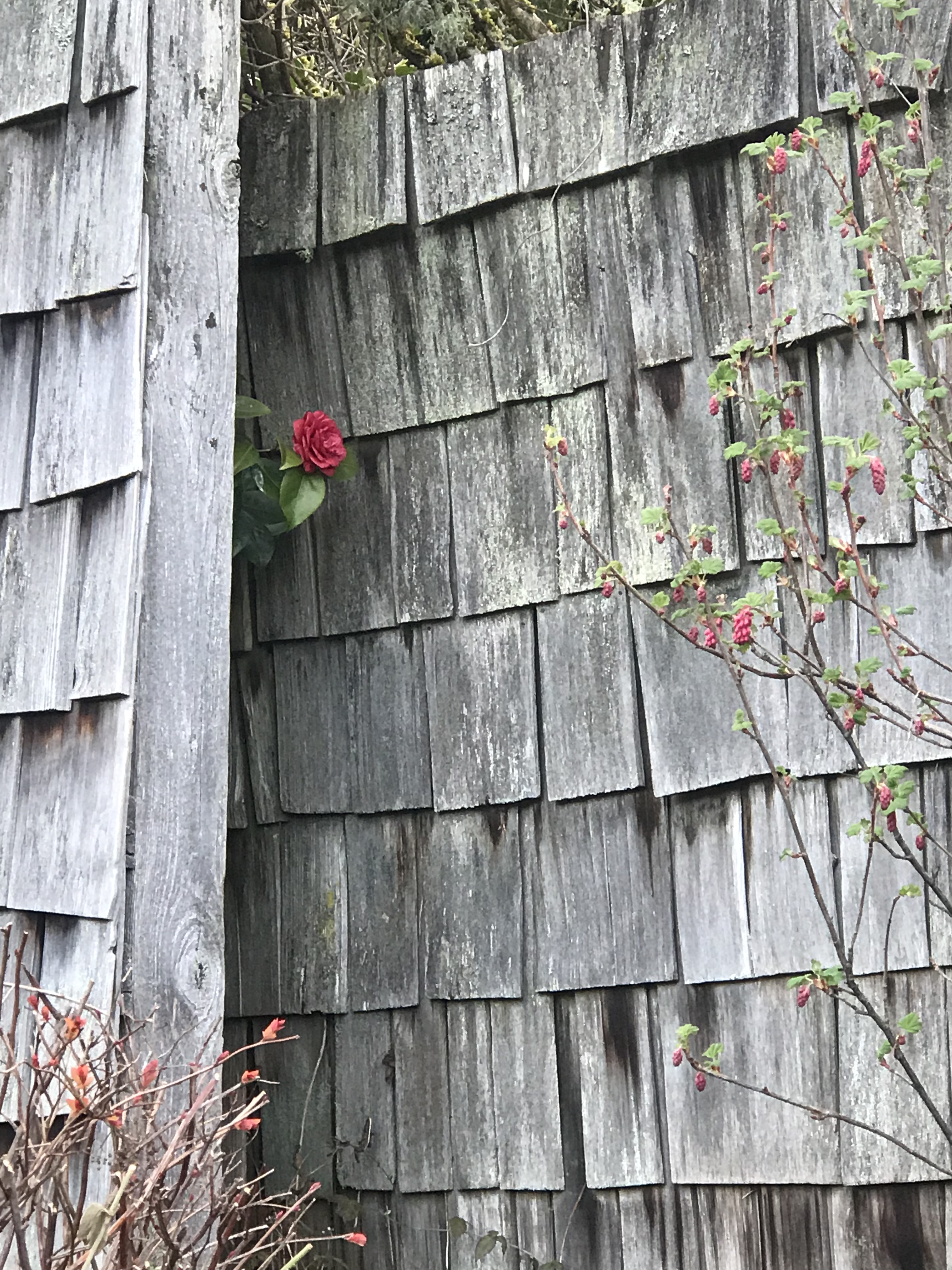 Bainbridge Island, March 18th, 2018 Camelia